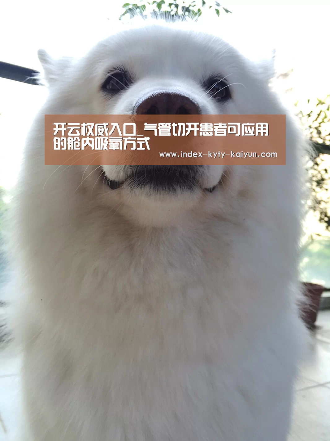 开云权威入口